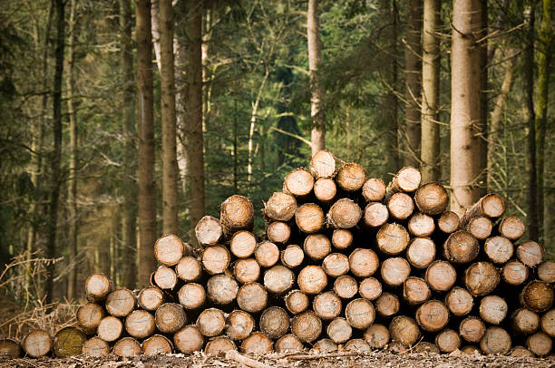 Що потрібно знати про аукціони з продажу необробленої деревини