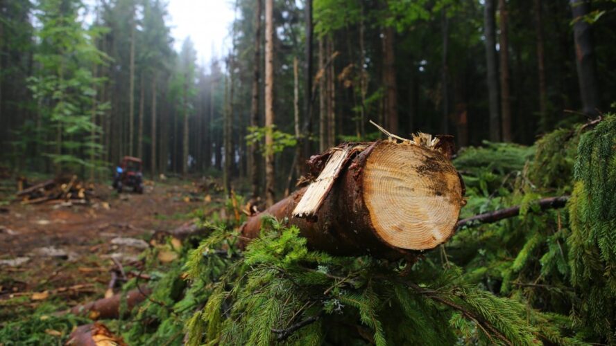 Можно ли продать лес-кругляк в Харькове?