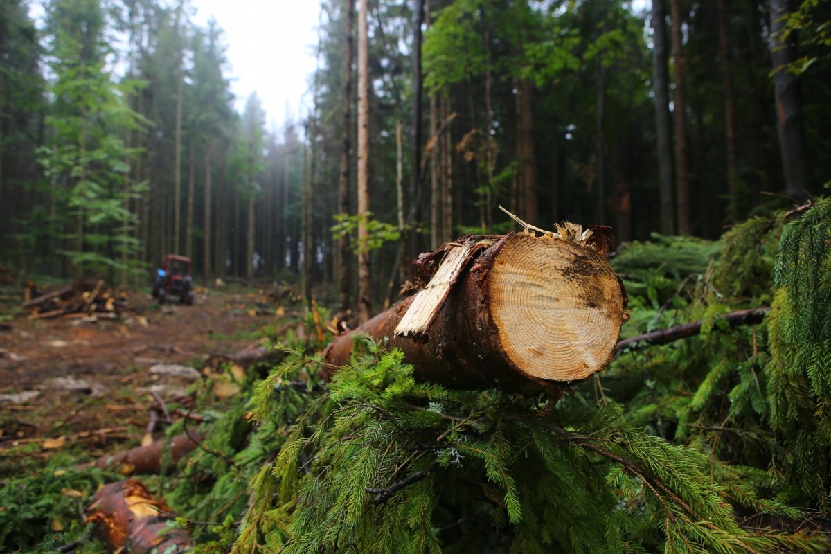 Можно ли продать лес-кругляк в Харькове?